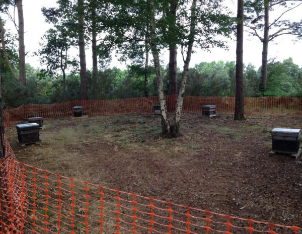 The Bee Hives at Camberley Heath