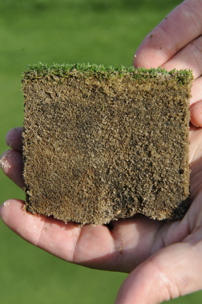 Thatch build up in surface layers