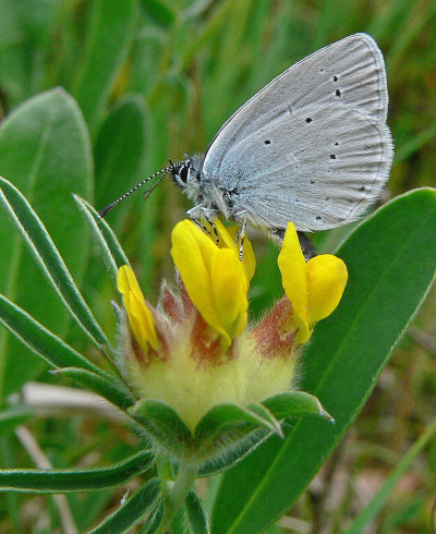 Small Blue butterfly on Kidney Vetch (by Tim Melling): The Small Blue is the UK’s smallest resident butterfly. Dwindling numbers have prompted the establishment of inter-linking Kidney Vetch environments along the Ayrshire coast, with Germinal kindly donating seed for the initial release site