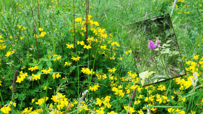 A natural area attracting insects and wildlife and inset orchids